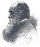 A black-and-white sketch shows the naturalist Charles Darwin in profile. Darwin has a long chest-length white and black beard, and the top of his head is bald. He is wearing a collared suit coat with a white collared shirt underneath.