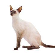 A photograph shows a short-haired Siamese cat sitting against a white background. The cat has cream-colored fur on its head, neck, chest, back, abdomen, and hindquarters. Its tail, ears, face, front paws, and hind paws are dark brown. The left front paw is raised off the floor.