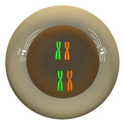 A schematic shows a grey circular cell containing a dark grey, smaller circle, the nucleus, at its center. Two pairs of homologous chromosomes are contained inside the nucleus and are lined up vertically at the center of the cell. Each set of homologous chromosomes contains one green chromosome on the left and one orange chromosome on the right. Each chromosome looks like an elongated X-shaped structure. In the cytoplasm, two developing mitotic spindles flank the nucleus. Each spindle apparatus is composed of several white lines, representing fibers, emanating from two oval-shaped structures, representing centrosomes. The fibers surround a portion of the nucleus's exterior.