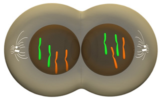 A schematic shows two grey circular cells in the act of pulling apart from one another. Each cell contains a separate, circular, dark grey nucleus at its center. Both nuclei contain two green chromatids and two orange chromatids. The cells remain connected by their shared cytoplasm. A mitotic spindle flanks the leftmost side of one cell's nucleus, and a second spindle flanks the rightmost side of the second cell's nucleus.