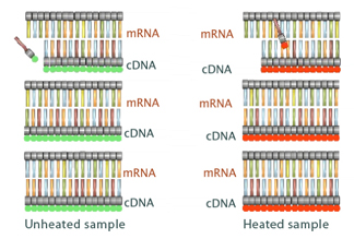 mRNA is converted to fluorescently-labeled cDNA.