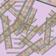 A schematic shows over 20 double-stranded segments of DNA floating against a pink background. Each DNA segment is composed of two grey, segmented, sugar-phosphate chains oriented opposite from and in parallel to one another. Each segment in a chain represents a single deoxyribose sugar molecule. Nitrogenous bases hang down from the sugar molecules and look like vertical, colored bars. The bars are blue, red, green, or orange. Different colors represent the chemical identity of each nitrogenous base. The bases attached to a strand of DNA nearly meet the ends of the nitrogenous bases on the opposite strand.