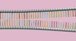 A schematic shows two rows of nucleotides arranged to form a double-stranded segment of DNA, with half of the nucleotides in the top strand and half of the nucleotides in the bottom strand. Grey horizontal cylinders represent deoxyribose sugar molecules, and blue, red, green, and orange vertical rectangles represent the chemical identity of each nitrogenous base. In the left half of the double-stranded chain, the nitrogenous bases in the upper strand point downward from the sugar-phosphate chain, nearly meeting the ends of the nitrogenous bases from the lower strand. Near the halfway point on the molecule, the two strands appear to be pulling apart and separating, and a larger gap forms between complementary nitrogenous bases on opposing strands.