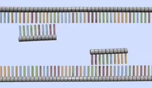 A schematic shows many nucleotides arranged side-by-side to form a strand of DNA. In each strand, grey horizontal cylinders represent deoxyribose sugar molecules, and blue, red, green, and orange vertical rectangles represent the chemical identity of each nitrogenous base. A second strand of DNA is arranged far below the first strand. The nitrogenous bases of the second strand are facing upward, while the nitrogenous bases of the first strand are facing downward. The two strands of nucleotides represent a double-stranded DNA strand that has been heated to separate the strands and prepare for replication. A 10-nucleotide long primer sequence is shown annealing to the upper strand, and a second primer is shown annealing to the lower strand.