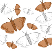 An illustration shows the dorsal side of 12 butterflies with their wings outstretched. The butterflies are either small, medium, or large and face toward either the top right or top left. Six of the butterflies have a brown body color with dark brown wing and body markings. The remaining six butterflies have white bodies with gray wing and body markings.