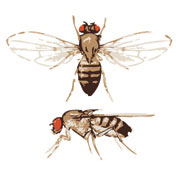 An illustration shows two fruit flies against a white background. At top, the dorsal side of a fruit fly is shown from a top-down perspective.  The fly has six legs, a black and brown striped abdomen, a brown thorax, and a small oval-shaped head with two round red eyes. Two veined, translucent wings extend outward from the thorax. Below, a fruit fly with the same coloration as above is shown in profile with the wings laid back instead of extended.