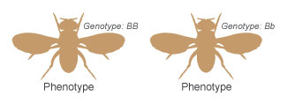 A schematic shows the dorsal side of two fruit flies in silhouette, side-by-side, with their wings outstretched. The fly at left has the homozygous dominant genotype uppercase B uppercase B, while the fly at right has the heterozygous genotype uppercase B lowercase b. Both of these genotypes result in a phenotype of brown body color.