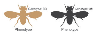 A schematic shows the dorsal side of two fruit flies in silhouette, side-by-side, with their wings outstretched. The body color, or phenotype, of the fly at left is brown. The body color of the fly at right is black. The brown-bodied fly has the homozgygous dominant genotype uppercase B uppercase B, while the black-bodied fly has the homozygous recessive genotype lowercase b lowercase b.