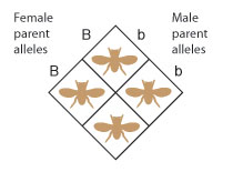 Genotype is translated into phenotype. In this cross, all offspring will have the brown body color phenotype.