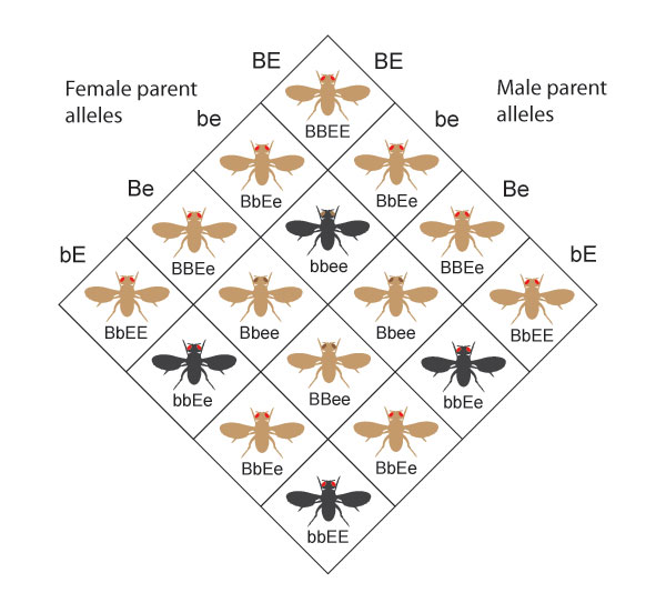 A Punnett square diagram shows the resulting phenotypes and genotypes from crossing a female parent and a male parent, both with the genotype uppercase B lowercase b, uppercase E lowercase e. The genotypes of the resulting offspring produce one of four phenotypes in the following ratio: 9 flies with brown bodies and red eyes, 3 flies with brown bodies and brown eyes, 3 flies with black bodies and red eyes, and 1 fly with a black body and brown eyes.