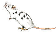 An illustration shows a mouse standing in an erect position on a flat surface, its snout in the air. The mouse's fur is white with black spots. Its ears, nose, four paws, and tail are tan.