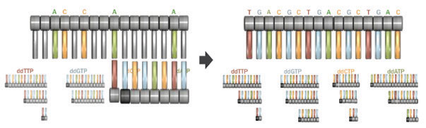 This schematic diagram shows how to form truncated DNA strands to help determine the nucleotide sequence of a DNA strand. Individual dideoxy-nucleotides are added to the sequencing mixture. Addition of a dideoxy-nucleotide truncates synthesis because another nucleotide cannot be added to the strand. By analyzing information from the truncated sequences for all four sequencing mixtures, the entire DNA sequence can be determined.