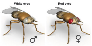 Two fruit flies are shown side-by-side in this two-panel schematic. Both flies have six legs; a brown head, thorax, and abdomen; and two translucent wings. The male fly in the panel at left has white eyes. The female fly in the panel at right has red eyes.