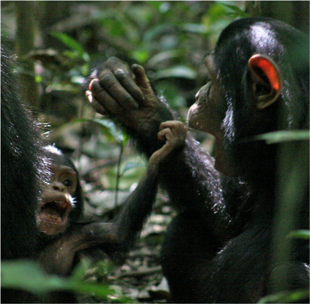 Primate Communication | Learn Science at Scitable