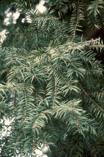 <i>Torreya taxifolia</i>.