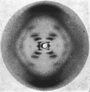 Rosalind Franklin's X-ray diffraction image of DNA. Images like this one enabled the precise calculation of molecular distances within the double helix.<br/>