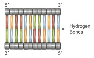 Double-stranded DNA consists of two polynucleotide chains whose nitrogenous bases are connected by hydrogen bonds. Within this arrangement, each strand mirrors the other as a result of the anti-parallel orientation of the sugar-phosphate backbones, as well as the complementary nature of the A-T and C-G base pairing.
