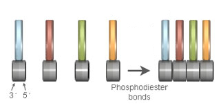 All polynucleotides contain an alternating sugar-phosphate backbone. This backbone is formed when the 3' end (dark gray) of one nucleotide attaches to the 5' phosphate end (light gray) of an adjacent nucleotide by way of a phosphodiester bond.