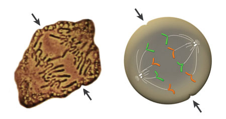 A photomicrograph of chromosomes in a dividing cell is shown beside a schematic illustration of a cell in anaphase. In the photomicrograph, chromosomes are being pulled apart toward the cell's opposite poles, leaving an empty space between the two sets of chromosomes. The chromosomes resemble worms. In the illustration, the two sister chromatids of each chromosome have become separated due to the action of the spindle fibers and are shown migrating to opposite poles of the cell. There are two sets of green chromatids and two sets of orange chromatids. The spindle fibers are white. Arrows at the top and bottom of each cell indicate the axis along which the cell divides.