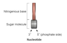 A single nucleotide contains a nitrogenous base (red), a deoxyribose sugar molecule (gray), and a phosphate group attached to the 5' side of the sugar (indicated by light gray). Opposite to the 5' side of the sugar molecule is the 3' side (dark gray), which has a free hydroxyl group attached (not shown).
