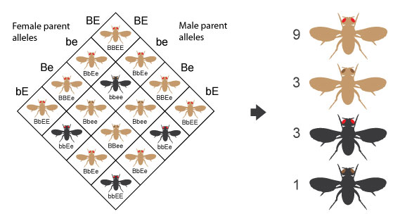 A classic Mendelian example of independent assortment: the 9:3:3:1 phenotypic ratio associated with a dihybrid cross (BbEe × BbEe).