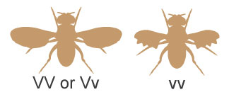 In fruit flies, the dominant V allele produces long wings, whereas the recessive v allele produces vestigial wings. Thus, flies with the genotype VV or Vv will have long wings, and flies with the genotype vv will have vestigial wings.