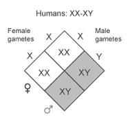 A Punnett square diagram shows sex determination in humans. A female parent with the genotype XX is crossed with a male parent with the genotype XY. Half of the resulting offspring are males with the genotype XY, and half of the resulting offspring are females with the genotype XX.