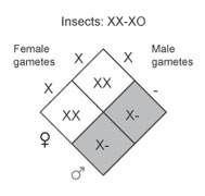 A Punnett square diagram shows sex determination in insects. A female parent with the genotype XX is crossed with a male parent with the genotype X-. Half of the resulting offspring are females with the genotype XX, and half of the resulting offspring are males with the genotype X-.