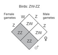 A Punnett square diagram shows sex determination in birds. A female parent with the genotype ZW is crossed with a male parent with the genotype ZZ. Half of the resulting offspring are males with the genotype ZZ, and half of the resulting offspring are females with the genotype ZW.