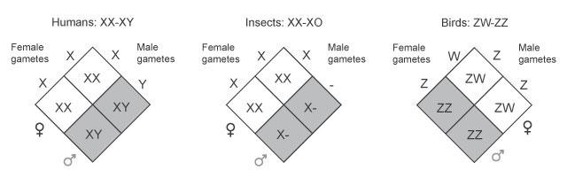 Three Punnett square diagrams show the ratio of female to male offspring in a cross between a female parent with a male parent in humans, insects, and birds. In each scenario, half of the resulting offspring are males, and half of the resulting offspring are females. In humans, homozygotes are female, and heterozygotes are male. In insects, offspring with two alleles are female, and offspring with one allele are male. In birds, homozygotes are male, and heterozygotes are female.