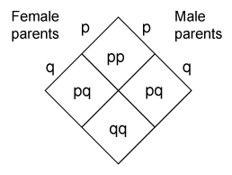 A Punnett square diagram shows the crossing of a female parent and a male parent that both have the genotype lowercase p lowercase q. One-fourth of the resulting offspring have a genotype of lowercase p lowercase p; one-fourth have a genotype of lowercase q lowercase q; and one half have a genotype of lowercase p lowercase q.