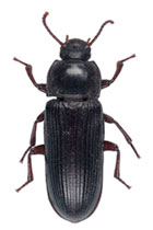 A illustration shows the dorsal side of a black beetle. The beetle has a body composed of a head, thorax, and elongated abdomen. The abdomen has long ridges running from the front to the back. Four segmented legs are attached to the abdomen, and two segmented legs are attached to the thorax. Two antennae are attached to the front of the head.