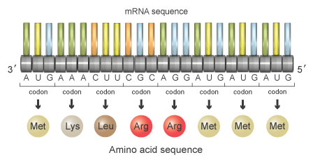 A schematic shows 24 nucleotides arranged horizontally as a single strand of MRNA on a white background. Each nucleotide is labeled with a G (representing guanine), U (representing uracil), A (representing adenine), or C (representing cytosine).  Three-nucleotide units, or codons, are enclosed in brackets from left to right. An arrow points from the codon to a colored sphere representing the corresponding amino acid.