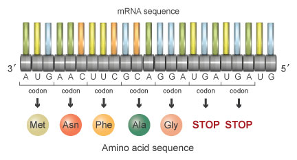 A schematic shows 23 nucleotides arranged horizontally as a single strand of MRNA. Each nucleotide is labeled with a G (representing guanine), U (representing uracil), A (representing adenine), or C (representing cytosine).  Three-nucleotide units, or codons, are enclosed in brackets from left to right. An arrow points from the codon to a colored sphere representing the corresponding amino acid.
