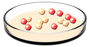 An illustration shows a cell culture dish containing 14 spherical cells scattered randomly in the dish. Seven of the cells are red; the remaining seven cells are yellow. The cells are being grown in a light pink culture medium.