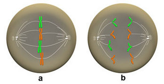 A schematic shows two grey circular cells, labeled A and B, side-by side. In cell A, four chromosomes are aligned along the cell’s vertical axis. In cell B, the two sister chromatids of each chromosome have become separated due to the action of the spindle fibers and are shown migrating to opposite poles of the cell.