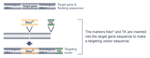 An illustration shows a region of DNA containing a target gene. The DNA is depicted as a horizontal grey cylinder, separated into three equal segments. The center segment is the target gene; the segments on either side of the gene are homologous DNA segments 1 (left) and 2 (right). A second illustration shows the insertion of the Neo and TK genes. Neo is depicted as a yellow rectangle and confers neomycin resistance. TK is depicted as a green square and confers ganciclovir sensitivity. The Neo and TK genes are inserted into the target gene sequence to make a targeting vector sequence. The resulting targeting vector is now composed of, from left to right: homologous DNA segment 1, the neomycin resistance gene, homologous DNA segment 2, and the TK gene.