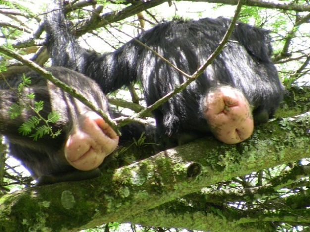 Sexual swellings in chimpanzees.