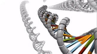 The double helix looks like a twisted ladder.