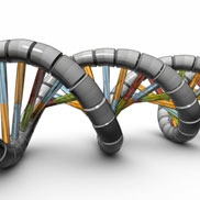 An illustration shows a three-dimensional model of a double-stranded DNA molecule lying horizontally on a flat surface. Each strand of the molecule is depicted as a grey segmented tube. The two segmented strands are coiled around each other to form a double helix. Parallel, horizontal lines connect the two strands. They look like rungs on a ladder and represent nucleotide base pairs. One pair of bases is represented by blue and yellow rungs, and a second pair of bases is represented by red and green rungs. The four different colors represent four possible nucleotide bases.
