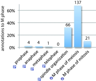 This bar graph shows the distribution and number of genes annotated to the child terms of M phase. Four genes are annotated to prophase, four genes are annotated to anaphase, one gene is annotated to metaphase, zero genes are annotated to telophase, and sixty-six genes are annotated to spindle organization. Prophase, anaphase, metaphase, telophase, and spindle organization are all part of the M phase. In addition, there are 137 genes annotated to the M phase of meiosis and 21 genes are annotated to the M phase of mitosis.