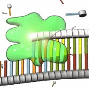 A schematic shows a region of DNA in a horizontal position. A green blob representing RNA polymerase is shown synthesizing a complementary RNA strand in a right to left direction. A transparent green globular structure, representing the enzyme RNA polymerase, is bound to a several-nucleotide long region along the DNA strand. To the left of RNA polymerase, a single-stranded DNA molecule is present; to the right of RNA polymerase, the single-stranded DNA molecule is paired with a complementary strand of RNA. On the DNA strand, the sugar-phosphate backbone is depicted as a segmented grey cylinder; on the RNA strand, the sugar-phosphate backbone is depicted as a segmented white cylinder. Nitrogenous bases are represented as colored vertical rectangles attached to each segment on the sugar-phosphate backbone. On the DNA strand, the nitrogenous bases are either red, blue, green, or orange; on the RNA strand, the red nucleotides have been replaced by yellow nucleotides. The region of DNA bound by RNA polymerase is visible inside the transparent enzyme at a higher magnification. Six nucleotides in this region are bound to six complementary nucleotides arranged above and in parallel to the single strand. About a half dozen individual nucleotides float in the background.