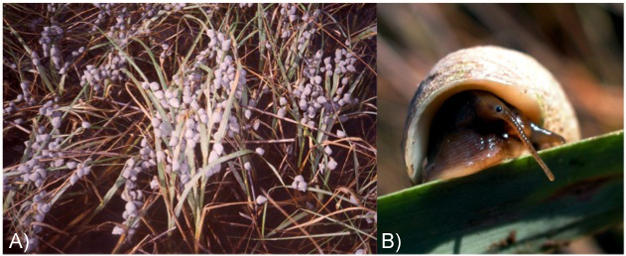 (A) High density of fungal-farming snails mowing down a salt marsh. (B) Close-up of marsh periwinkle snail