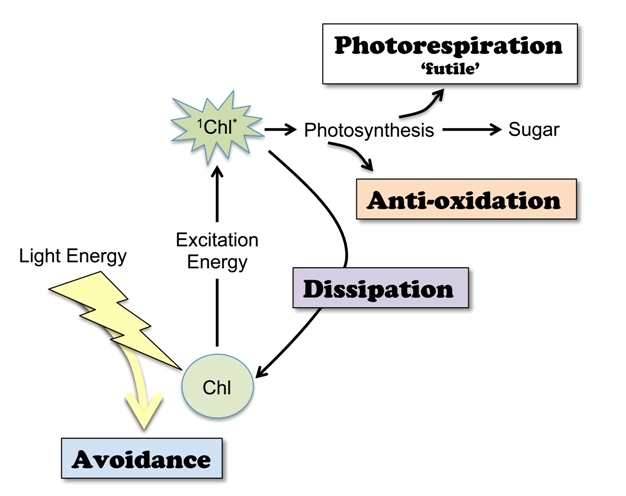Scheme of photoprotection mechanisms.
