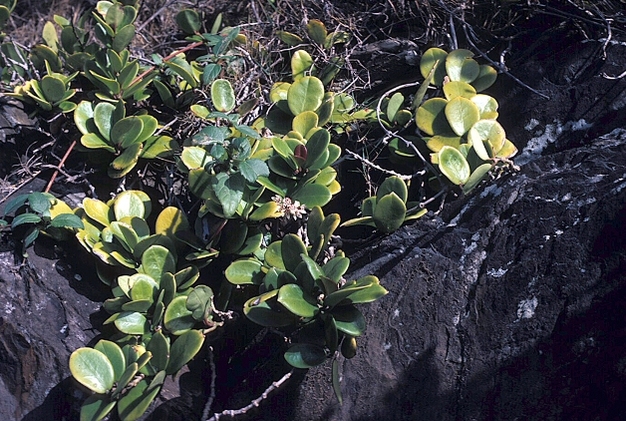 Yellowed (low chlorophyll) leaves of the evergreen plant common waxflower (<I>Hoya australis</I>) growing along the northeastern coast of New South Wales, Australia.