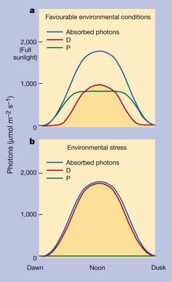 Allocation of absorbed sunlight to photosynthesis versus photo-protective dissipation.
