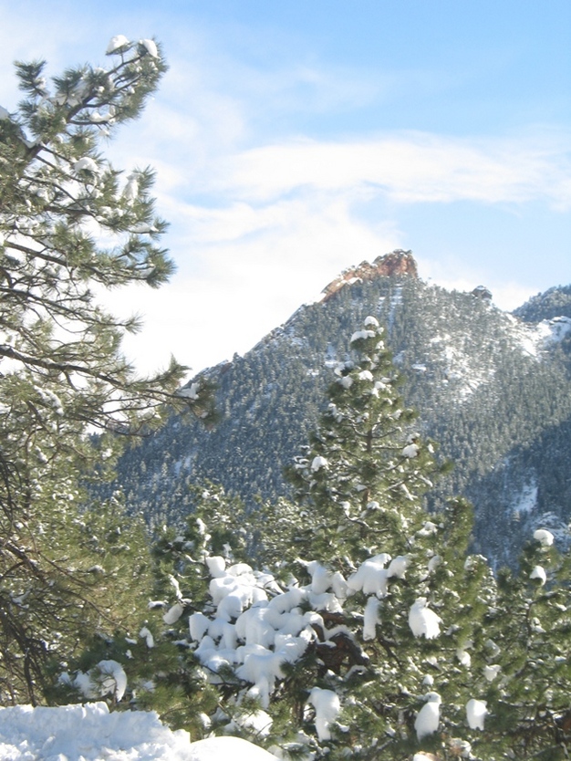Ponderosa pine (foreground) in winter on Flagstaff Mountain in the Front Range of the Rocky Mountains west of Boulder, Colorado, USA.