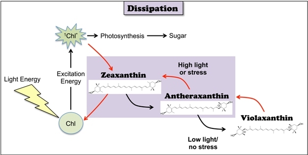 Photoprotection by dissipation of excess light energy aided by xanthophyll cycle carotenoids.