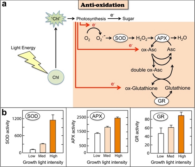 Antioxidation of harmful reactive oxygen generated under excess light, which acts as a sink for un-utilized electrons.