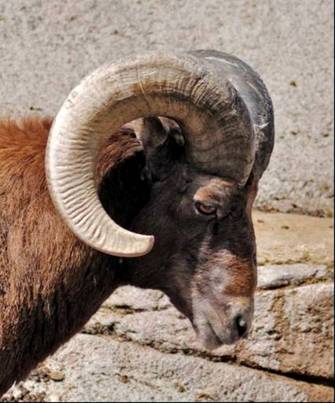 A male bighorn sheep.